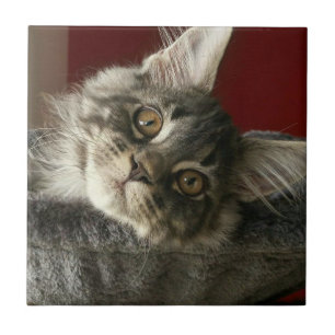 Azulejo cerâmico de Kitten Maine Coon