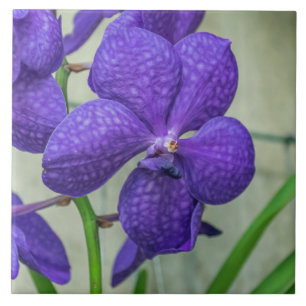 azulejo cerâmico de orquídeas de vanda