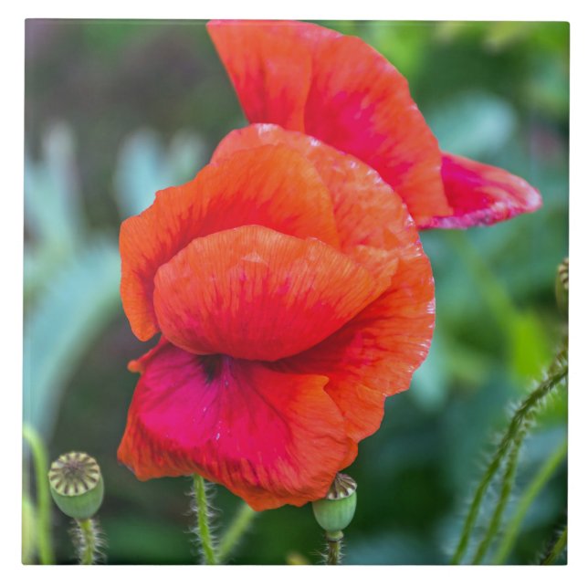 Azulejo cerâmico de papoilas vermelhas (Frente)