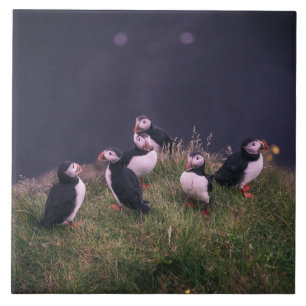 Azulejo cerâmico de Puffins-Atlântico