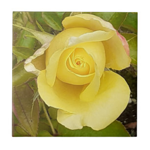 Azulejo cerâmico de Rosebud Amarelo