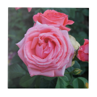 Azulejo cerâmico de Sangue de Rosas Rosa