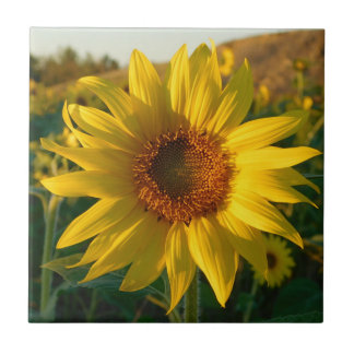 Azulejo cerâmico de Sunflower Season