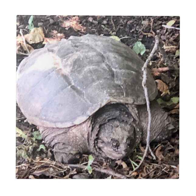 Azulejo cerâmico de tartaruga (Frente)