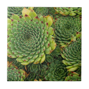 Azulejo cerâmico decorativo de plantas com talent