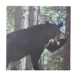 Azulejo cerâmico do Black Bear
