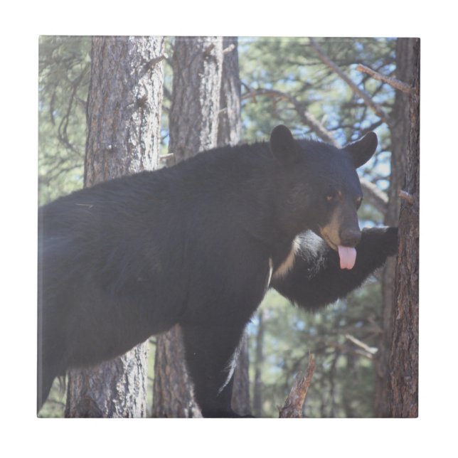 Azulejo cerâmico do Black Bear (Frente)