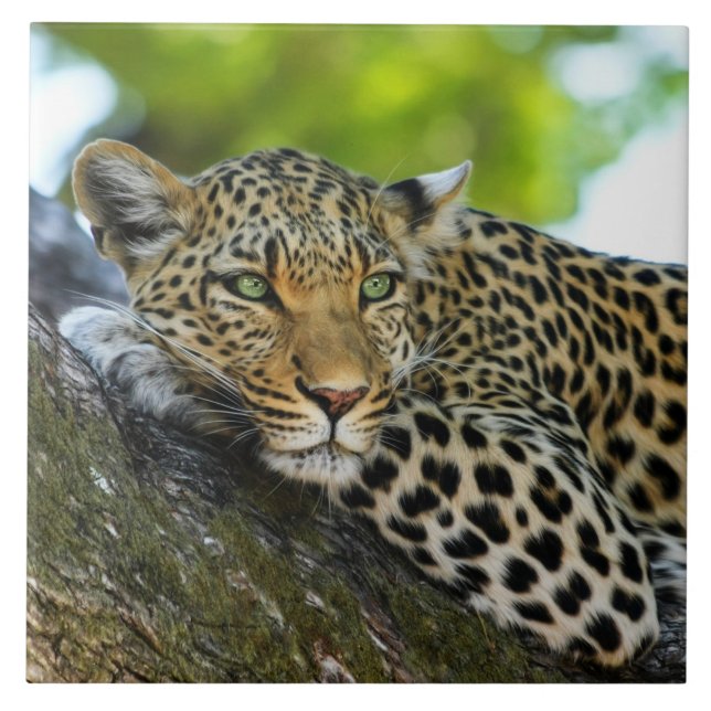 Azulejo cerâmico leopardo (Frente)