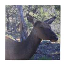 Azulejo Cerâmico Moose
