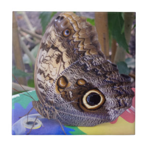Azulejo cerâmico pequeno da foto da borboleta