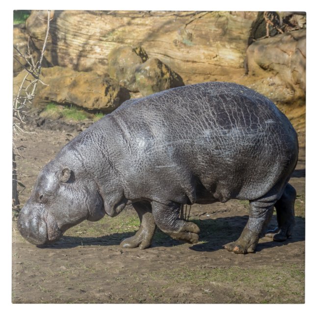 Azulejo cerâmico Pygmy hippo (Frente)