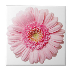 Azulejo cerâmico rosa Gerbera Daisy