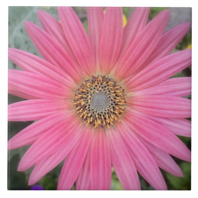 Azulejo Cerâmico Rosa Gerbera Daisy (Frente)