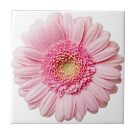 Azulejo Cerâmico Rosa Gerbera Daisy