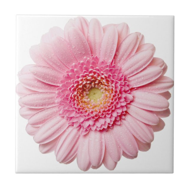 Azulejo Cerâmico Rosa Gerbera Daisy (Frente)