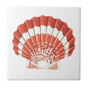 azulejo CERAMICO "SCALLOP SEASHELL" SEALIFE