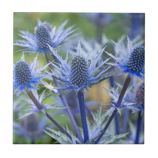 Azulejo cerâmico Sea Holly 'Big Blue' (Frente)
