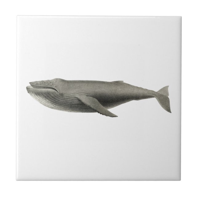 azulejo CERAMICO SEALIFE (Frente)