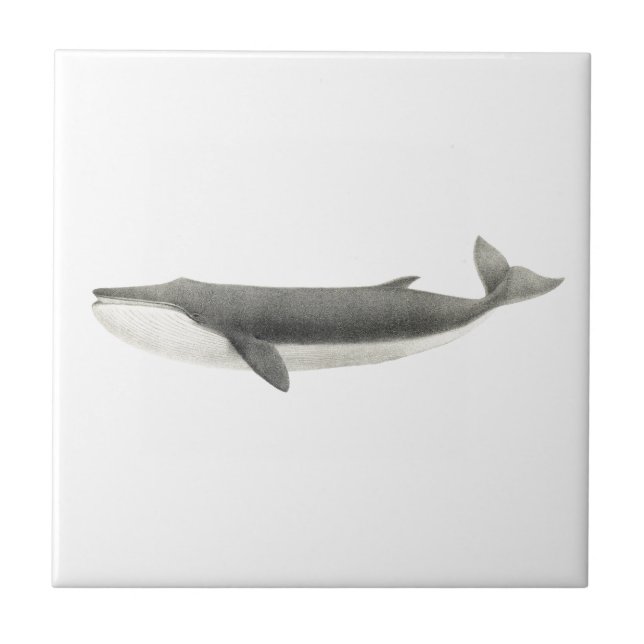 azulejo CERAMICO SEALIFE (Frente)