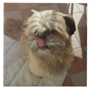 azulejo cerâmico Shih Tzu