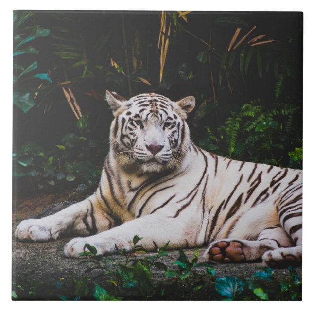Azulejo cerâmico Tiger (Frente)
