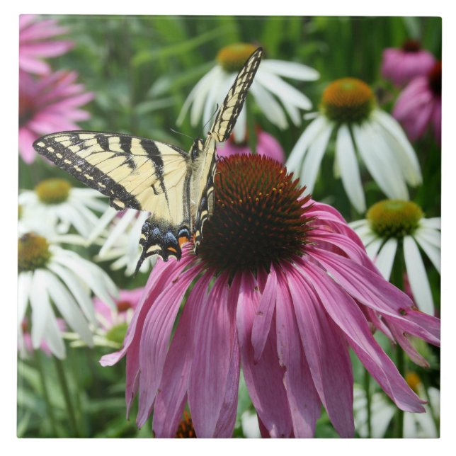 Azulejo cerâmico Tigre Swallowtail Butterfly (Frente)