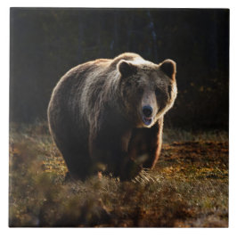 Azulejo Cerâmico Urso