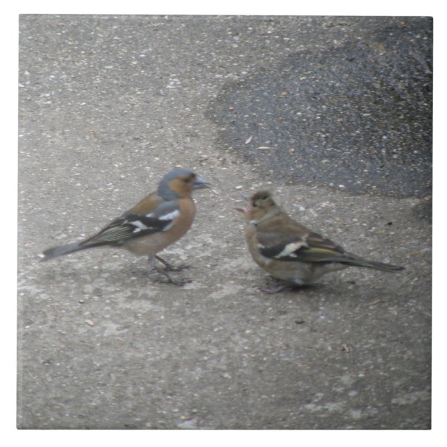 Azulejo Chaffinch Feed Me (Frente)