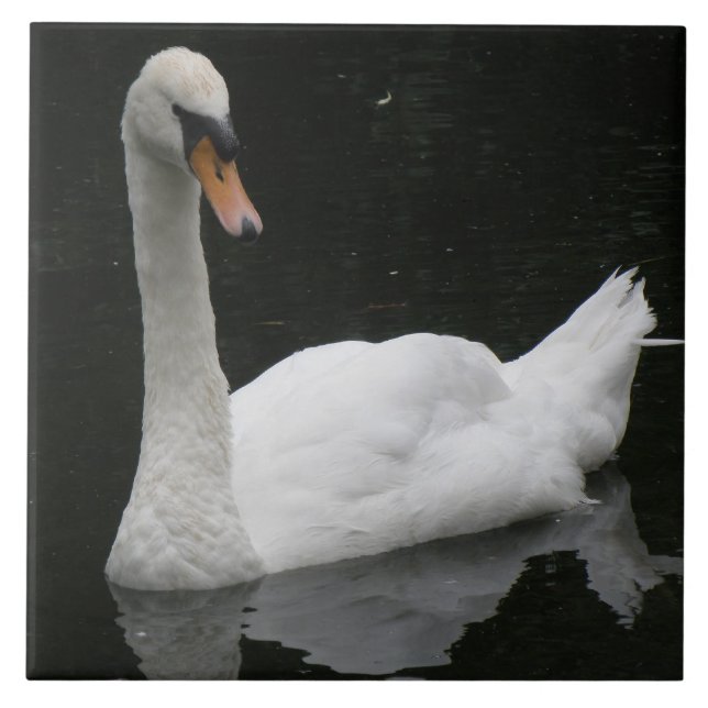 Azulejo Cisne Branco Lindo (Frente)