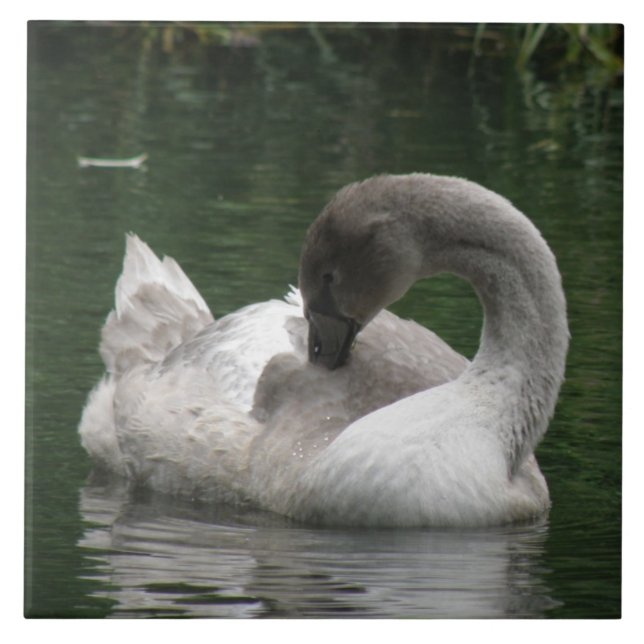 Azulejo Cisne Sonolento (Frente)