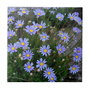 Azulejo com as flores do Marguerite azul