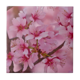 Azulejo com Flores de Cerejeira Japonesas Banhadas