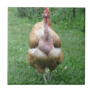 Azulejo com galinha de Turken