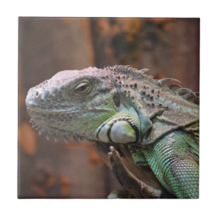Azulejo com lagarto Iguana colorido