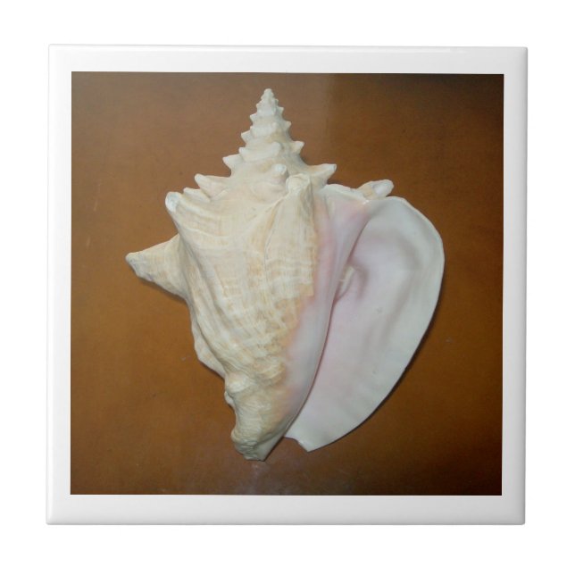 Azulejo Conch Shell (Frente)