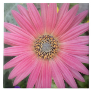 Azulejo cor-de-rosa da margarida do Gerbera