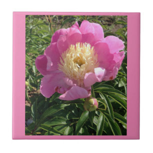 Azulejo cor-de-rosa da peônia