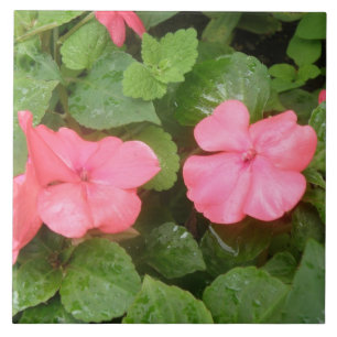 Azulejo cor-de-rosa das flores de Impatiens