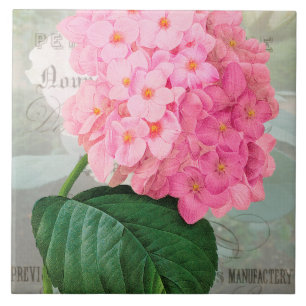 Azulejo cor-de-rosa do Hydrangea de Redoute