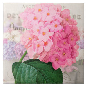 Azulejo cor-de-rosa do Hydrangea de Redoute do