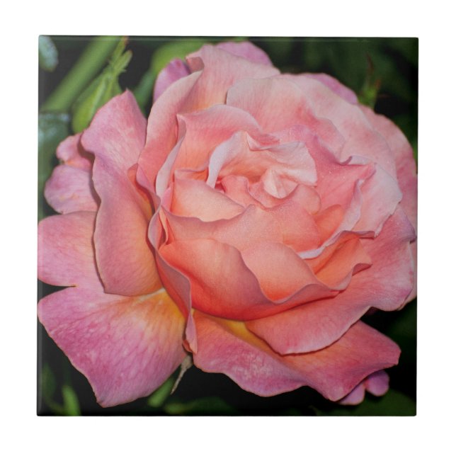 Azulejo cor-de-rosa do inglês (Frente)