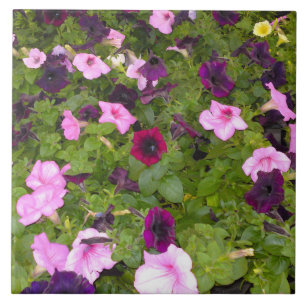 Azulejo cor-de-rosa e roxo da flor do petúnia