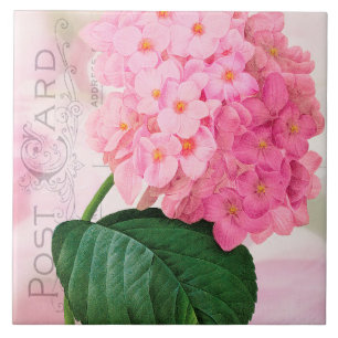 Azulejo cor-de-rosa francês do Hydrangea de
