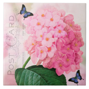 Azulejo cor-de-rosa francês do Hydrangea de