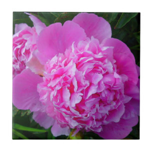 Azulejo cor-de-rosa grande da peônia