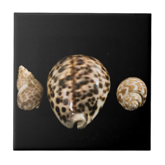 Azulejo Cowrie Cones 2