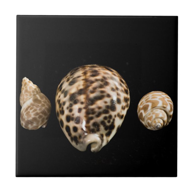 Azulejo Cowrie Cones 2 (Frente)