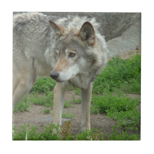 Azulejo cuidadoso do lobo