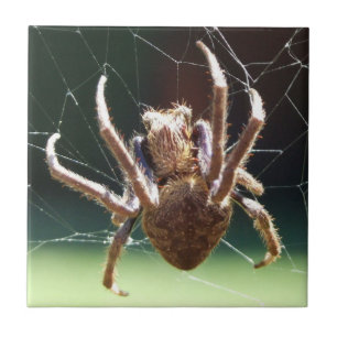 Azulejo da aranha do tecelão da esfera do jardim