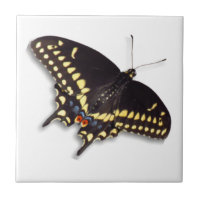 Azulejo da borboleta - cauda do Swallowtail preto